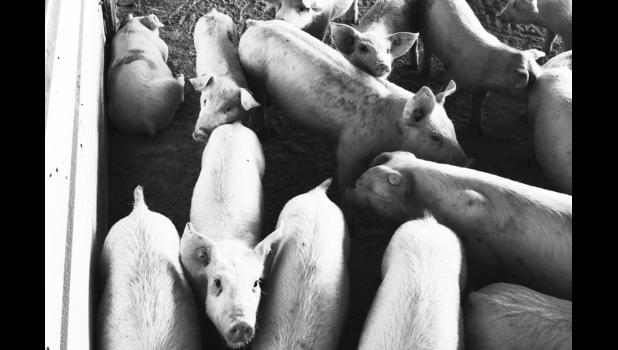 Hog farmers across South Dakota are facing pressure to offload animals in any way possible because the COVID-19 pandemic has led to closure of meatpacking plants and reduction of processing capacity by 25% or more. Photo courtesy Bart Pfankuch, South Dakota News Watch