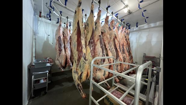 Beef carcasses hang in a cooler at Wall Meat Processing in Wall, S.D. The small plant can keep up to 15 carcasses in this cooler that stays between 34-40 degrees for the 11 to 14 days they are held. Courtesy Bart Pfankuch/South Dakota News Watch