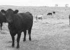 South Dakota News Watch South Dakota ranchers are seeing current and future prices fall rapidly for cattle they are feeding now. These cattle were grazing in a pasture east of Miller in Hand County.