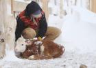 Robin Reinhold won the first place and also overall winner in the recent Farm Bureau photo contest with “A Warm Heart.”