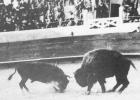 Bull preparing to gore Pierre in the Juarez bull ring. Photo courtesy South Dakota Magazine