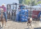 Cooper's grandfather, Jim Selchert, and Cooper's uncle, Steven "Red" Selchert, look to lay this steer out nice and neat.