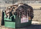 A large Dumpster overflows with deer hides outside the Cutting Edge Meat Market in Piedmont, S.D., one of the few remaining butcher shops that will process big game carcasses into packaged meats. (Photo: Bart Pfankuch, South Dakota News Watch)