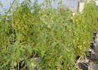 Three rows of tomato plants stretch over six feet in the air. With proper care, these plants can continue to produce for 12 to 18 months.